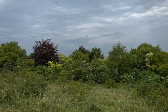 Tring_00118.jpg