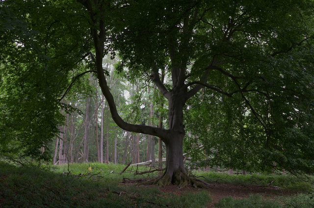 Tring_00054.jpg