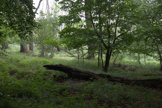 Tring_00059.jpg