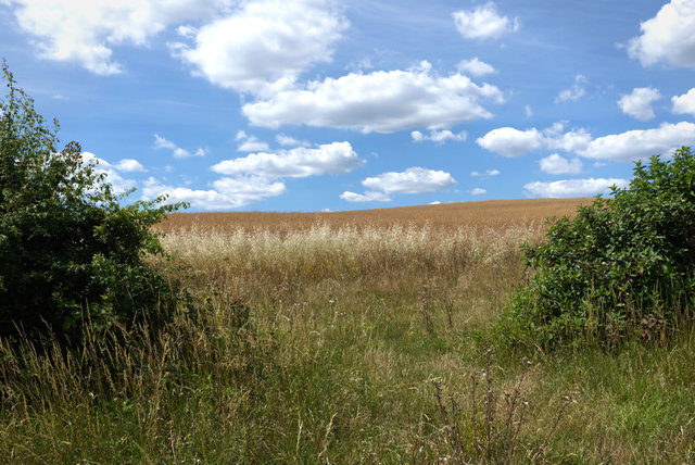 Shore00184.jpg