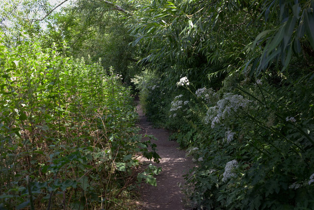 Shore00062.jpg