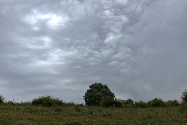 Tring_00163.jpg