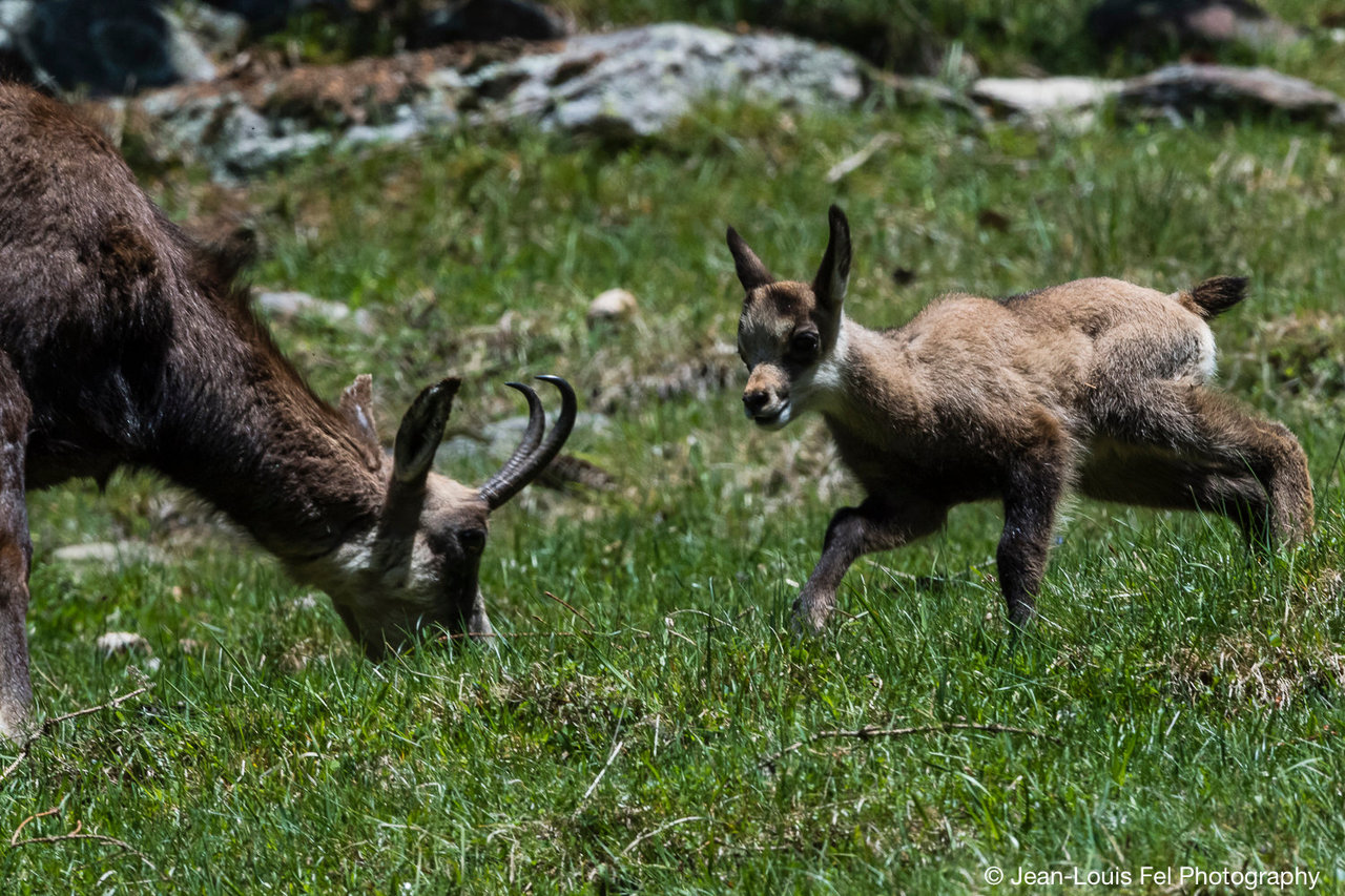 european-wildlife