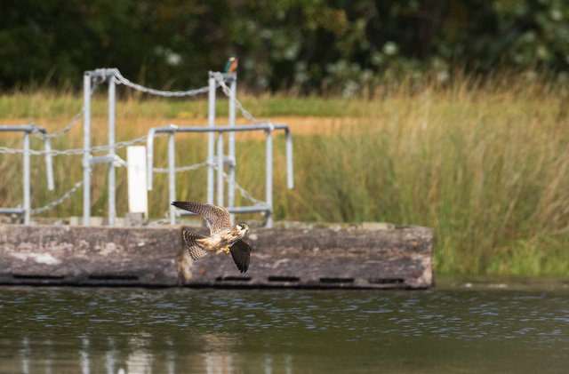 Hobby catching dragonflies