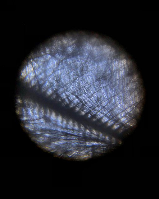 Wing.jpg