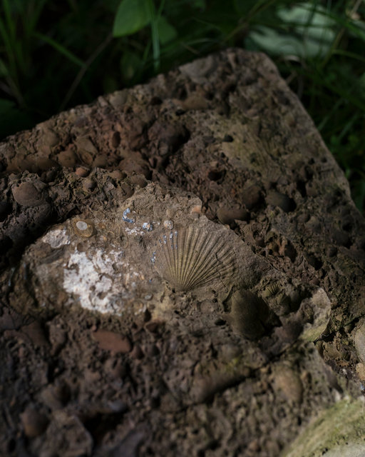 westfallfossil.jpg