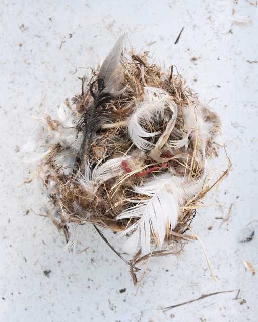 Emily V Westfall_Box Nest II_Archival Pigment Print_10x12.5_2023 .jpg