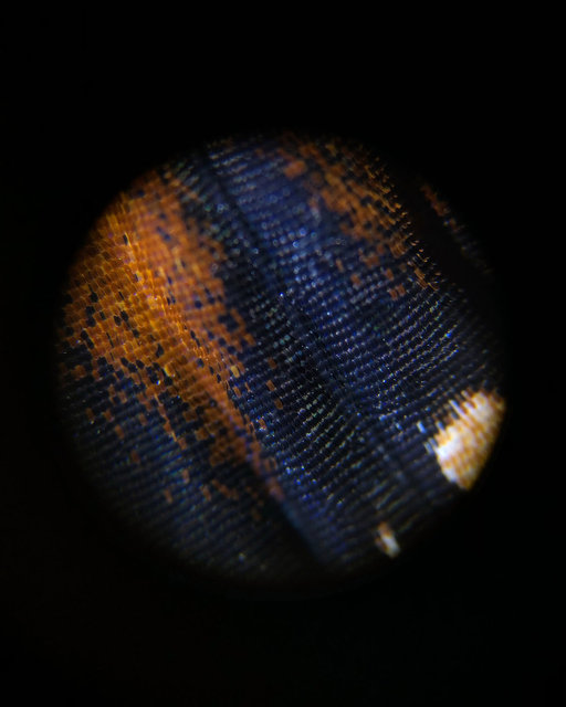 Monarch Wing.jpg