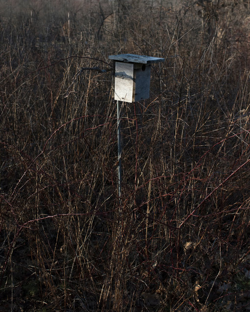 birdhouse.jpg