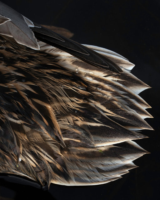 tailfeather.jpg