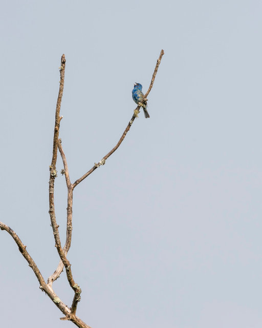 Indigo Bunting Molting -3.jpg