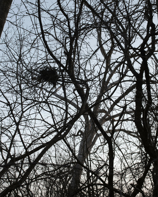 nest1.jpg