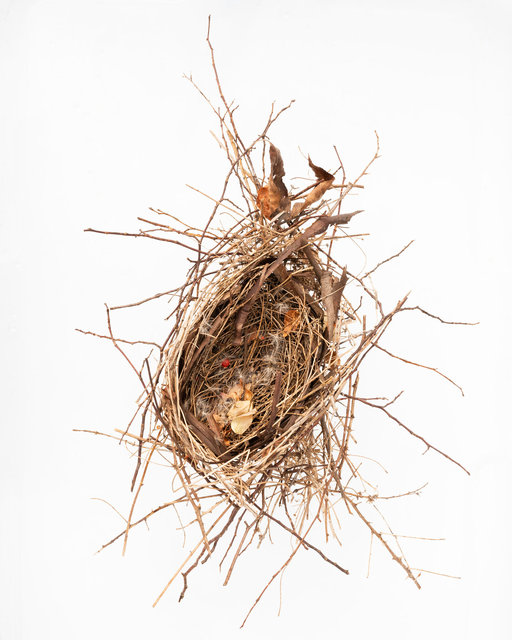 Emily Westfall Nesting.jpg