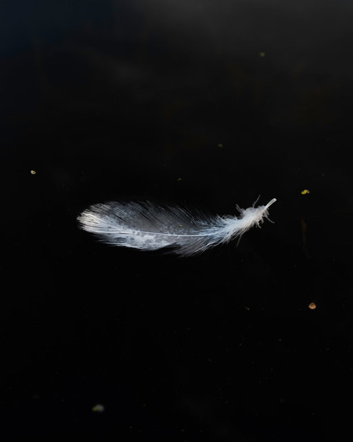 Feather.jpg