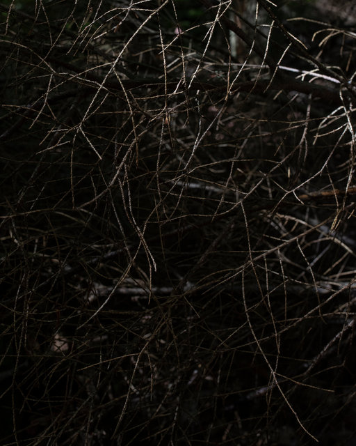 Twigs.jpg