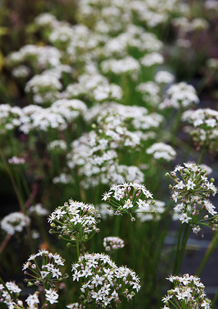 Allium Tuberosum