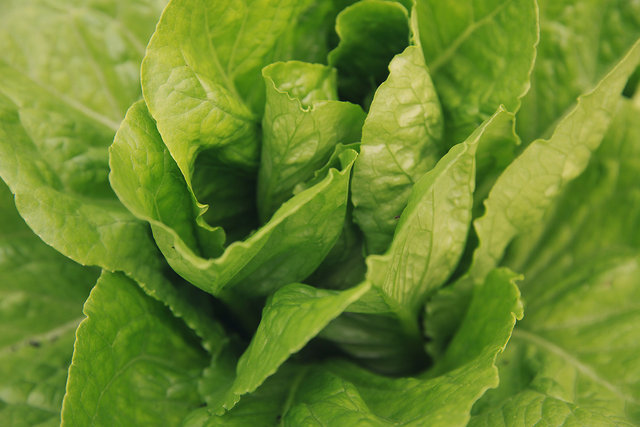 Lettuce 'Northern Queen'