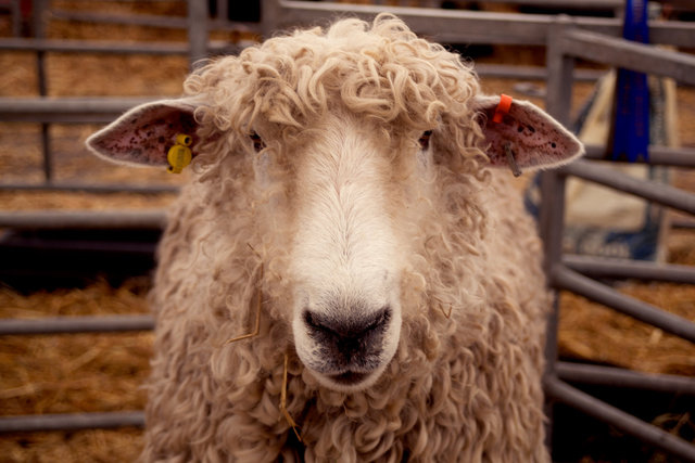Royal Three Counties Show