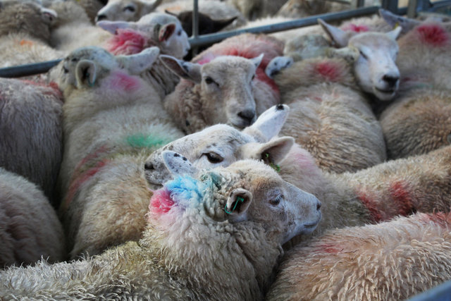 Sheep, Monmouthshire Livestock Centre