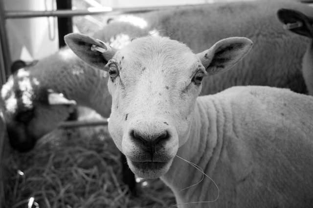 Cotswold Show & Food Festival