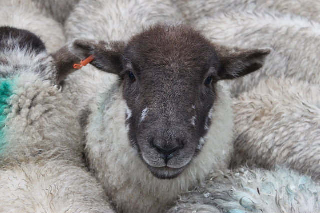 Herdwick, Monmouth Livestock Centre.JPG