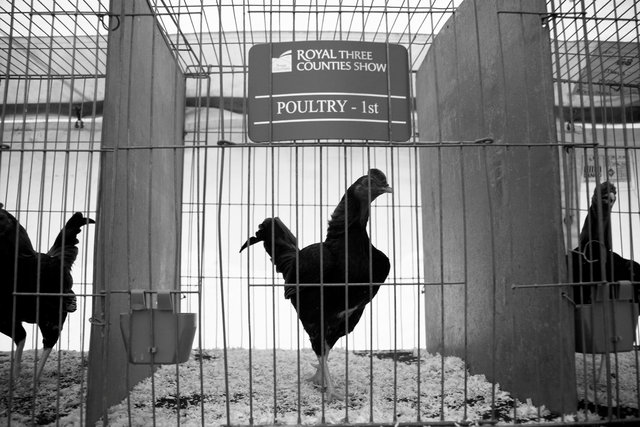 Royal Three Counties Show