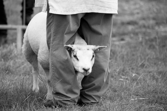 Moreton Show