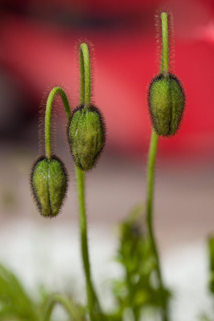 Three Poppies