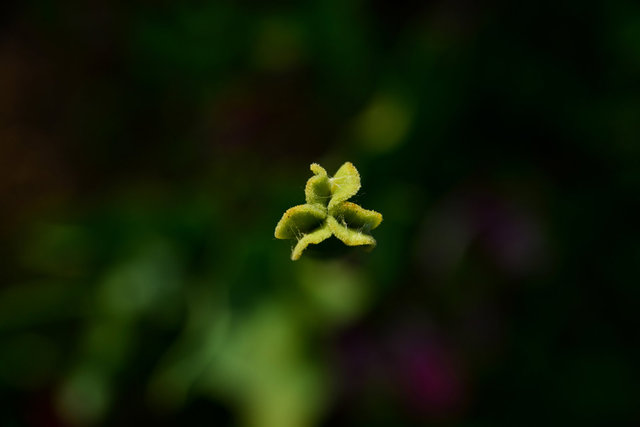 DSC_9333.jpg