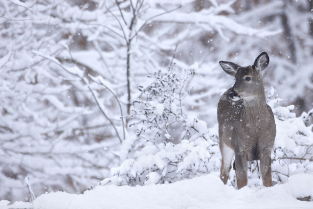 White-tailed deer, southern Ohio