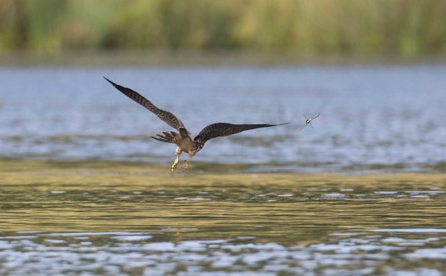 Dragonfly diving to evade approaching hobby