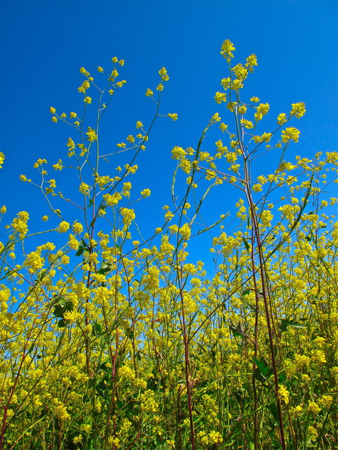 MUSTARD FLOWERS