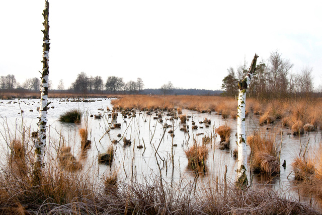 Afgegraven hoogveen