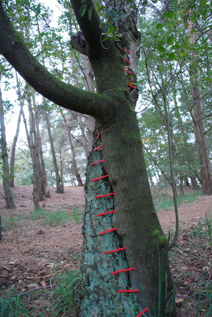 Tree restorations