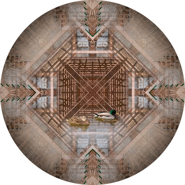 Circle 16 (Ducks)