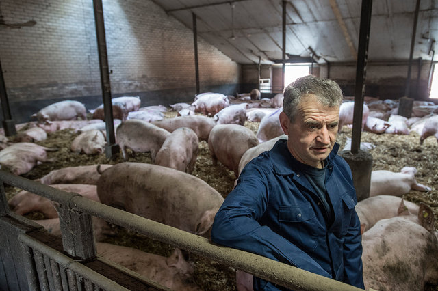 Varkenshouder verzet zich tegen plannen om veestapel te halveren, Roosendaal, 2019