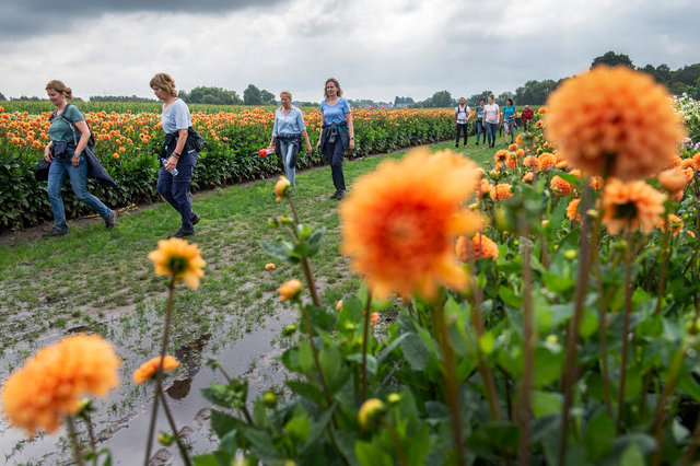 Dahliawandeltocht, Klein-Zundert, 2021