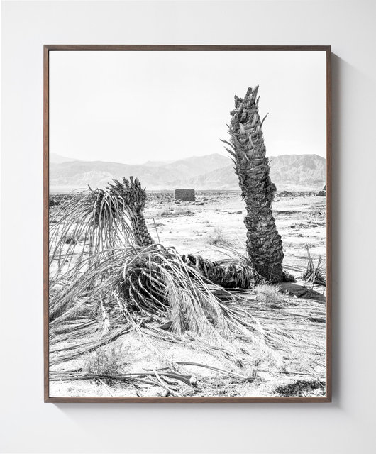 Palm 06, 2019, Archival Pigment Print, 98 cm x 78,4 cm, Ed. 5 + 2AP