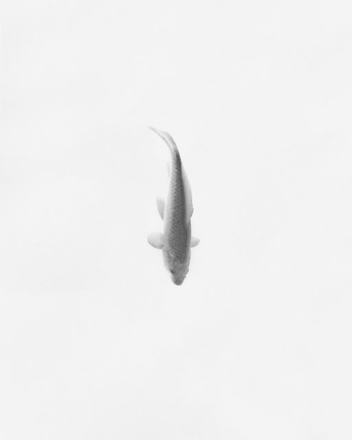 Fish, 2018, Archival Pigment Print, 10,6 x 8,5 cm in 40 x 32 cm frame, Ed. 1