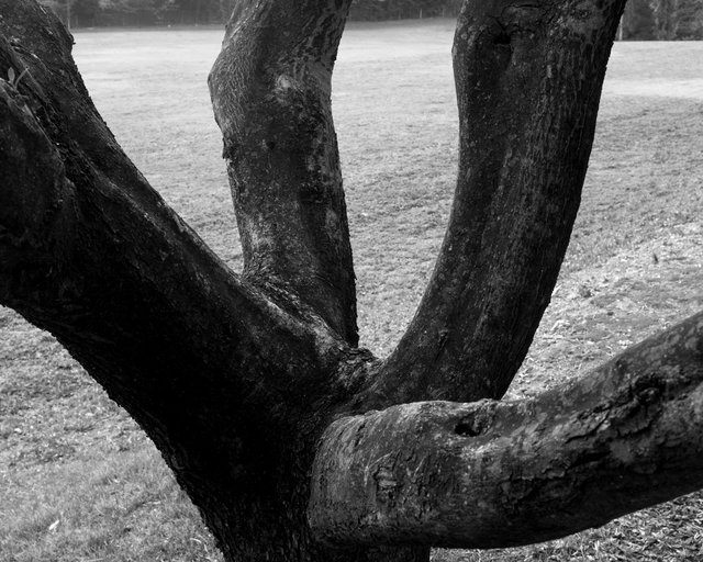 Black Branches, 2018, Archival Pigment Print, 45 x 36 cm Ed. 3