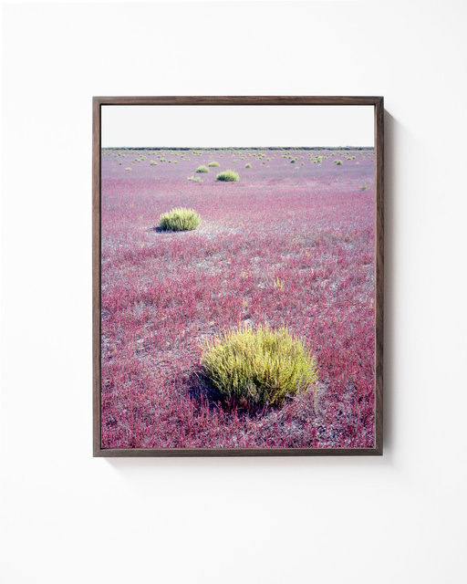 Pink Field, 2017, Archival Pigment Print, 50 x 40 cm, Ed. 3 + 2AP