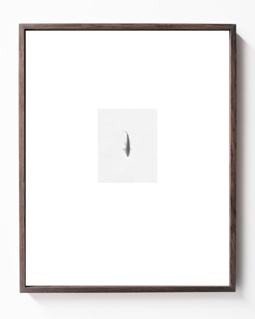 Fish, 2018, Archival Pigment Print, 10,6 x 8,5 cm in 40 x 32 cm frame, Ed. 1 