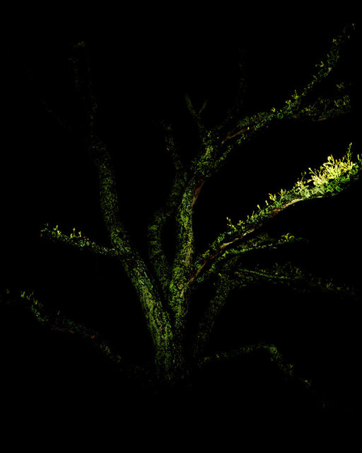 Green Branch, 2017, Archival Pigment Print, 98 x 78 cm, Unique Piece