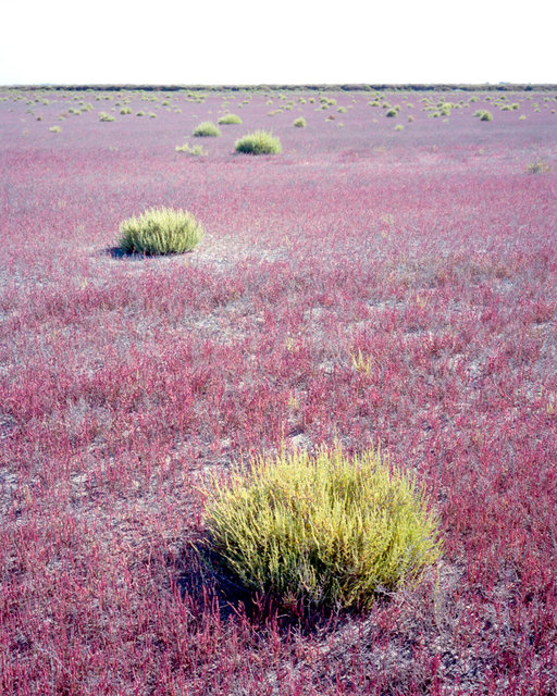 Pink Field, 2017, Archival Pigment Print, 98 x 78 cm, Ed. 3 + 2AP