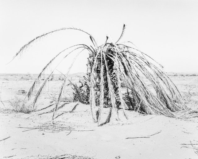 Palm 03, 2019, Archival Pigment Print, 98 cm x 78,4 cm, Ed. 5 + 2AP