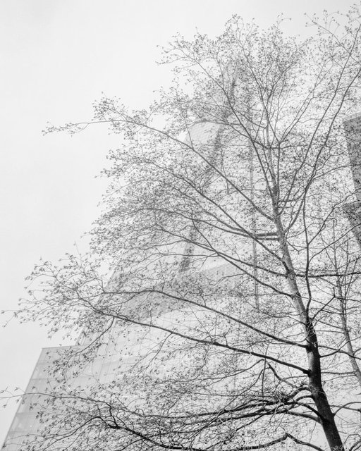 The Shard, 2017, Archival Pigment Print, 98 x 78 cm, Ed. 1/3