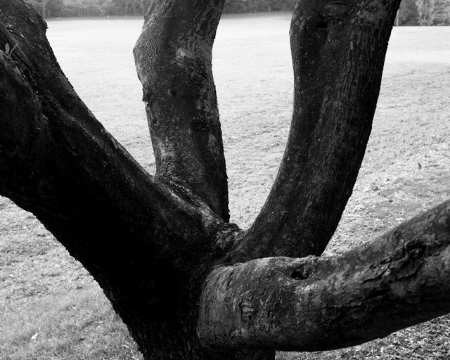 Black Branches, 2019, Archival Pigment Print, 98 x 78,4 cm, Ed. 5 + 2AP / Also Available 135 x 107,8 cm, Ed. 1 + 1AP