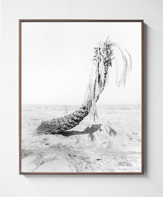 Palm 01, 2019, Archival Pigment Print, 98 cm x 78,4 cm, Ed. 5 + 2AP