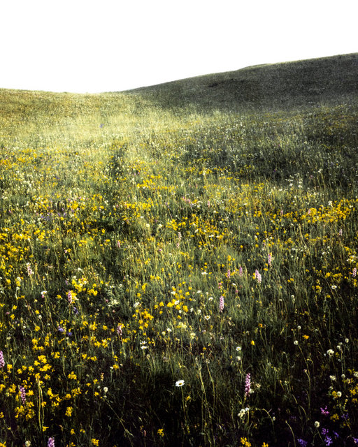 Grass Field, 2017, Archival Pigment Print, 98 x 78 cm, Ed. 3 + 2AP