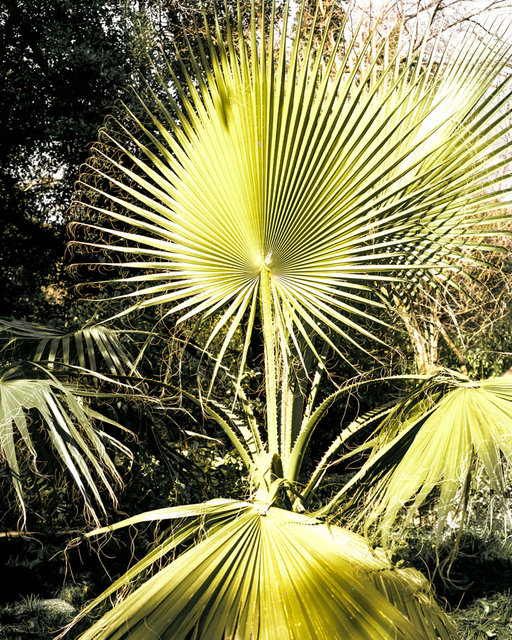 Plant 01, 2017, Archival Pigment Print, 50 x 40 cm, Ed. 5 + 2AP